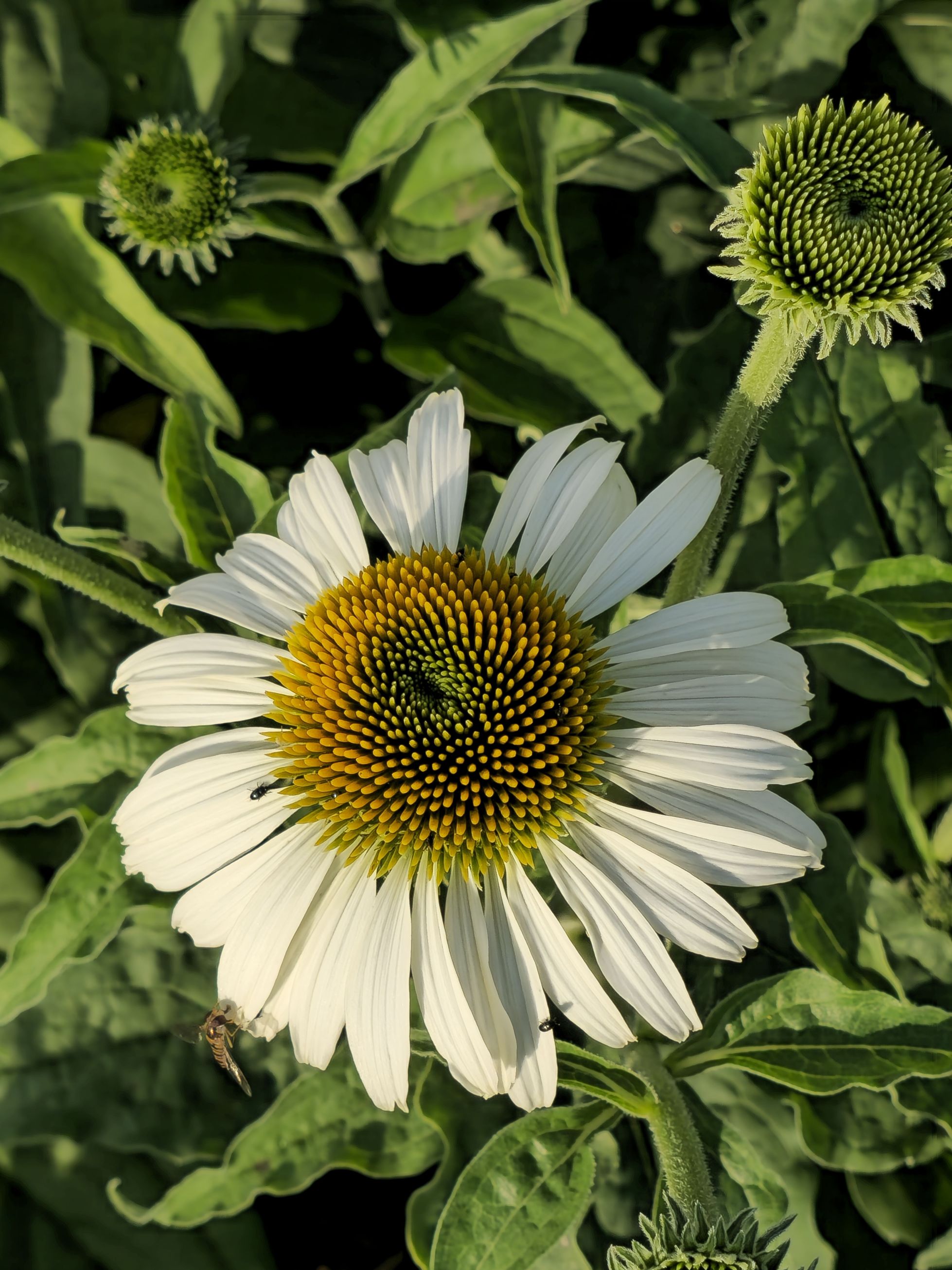 Echinacea 'White Swan' - Echinacea Purpurea White Swan