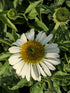 Echinacea 'White Swan' - Echinacea Purpurea White Swan