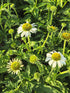 Echinacea 'White Swan' - Echinacea Purpurea White Swan