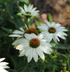Echinacea -  Echinacea purpurea PowWow™ White