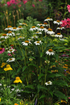 Echinacea -  Echinacea purpurea PowWow™ White