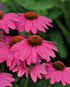 Echinacea - Echinacea purpurea PowWow™ ‘Wild Berry’