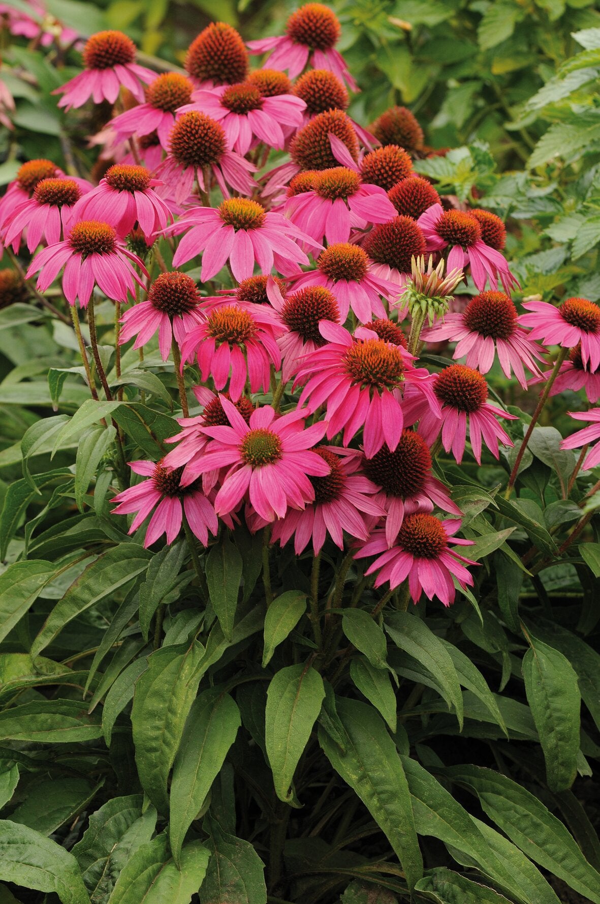 Echinacea - Echinacea purpurea PowWow™ ‘Wild Berry’