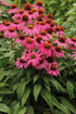 Echinacea - Echinacea purpurea PowWow™ ‘Wild Berry’