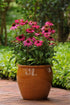 Echinacea - Echinacea purpurea PowWow™ ‘Wild Berry’