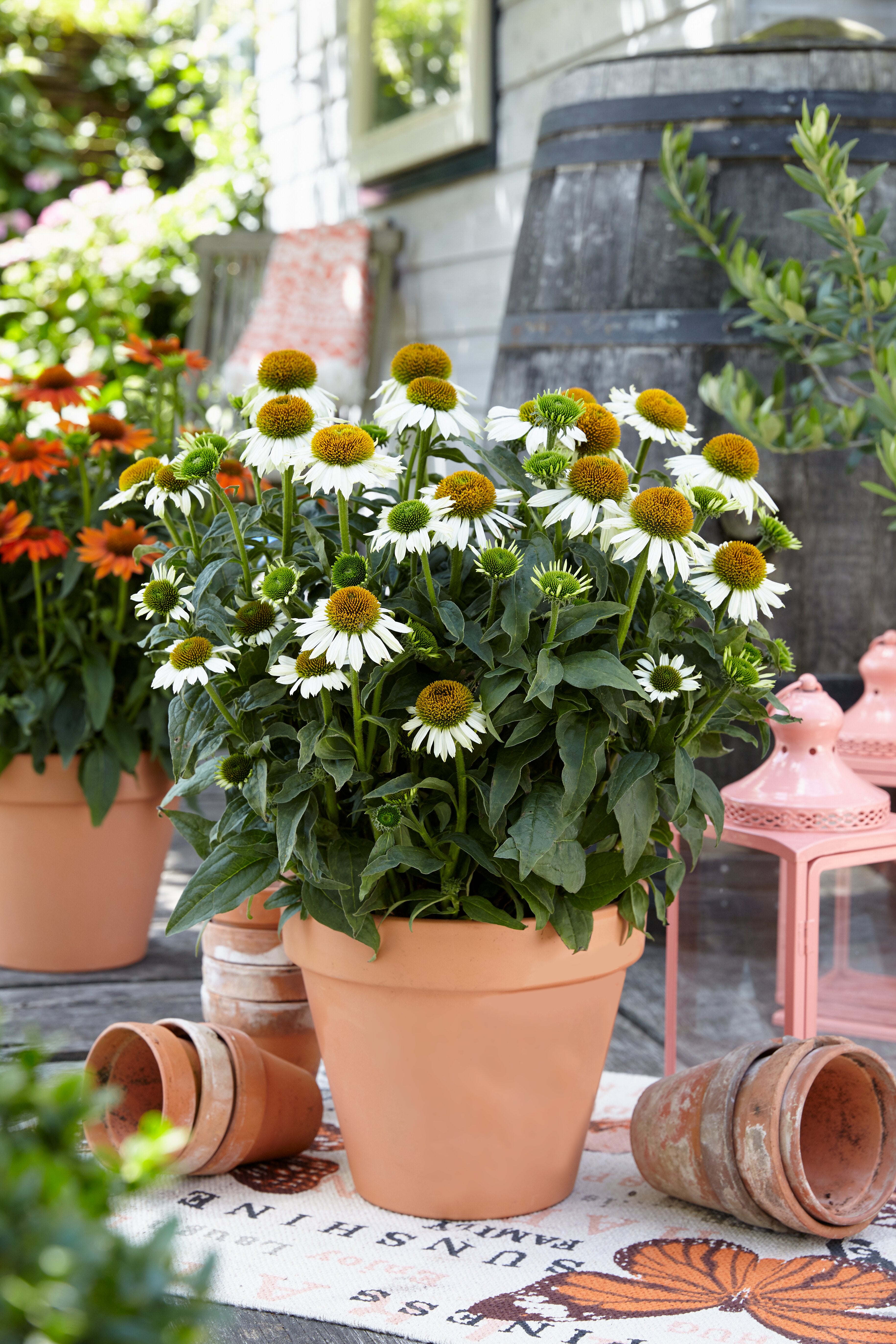 Echinacea Sombrero Blanco- Echinacea purpurea Sombrero® Blanco