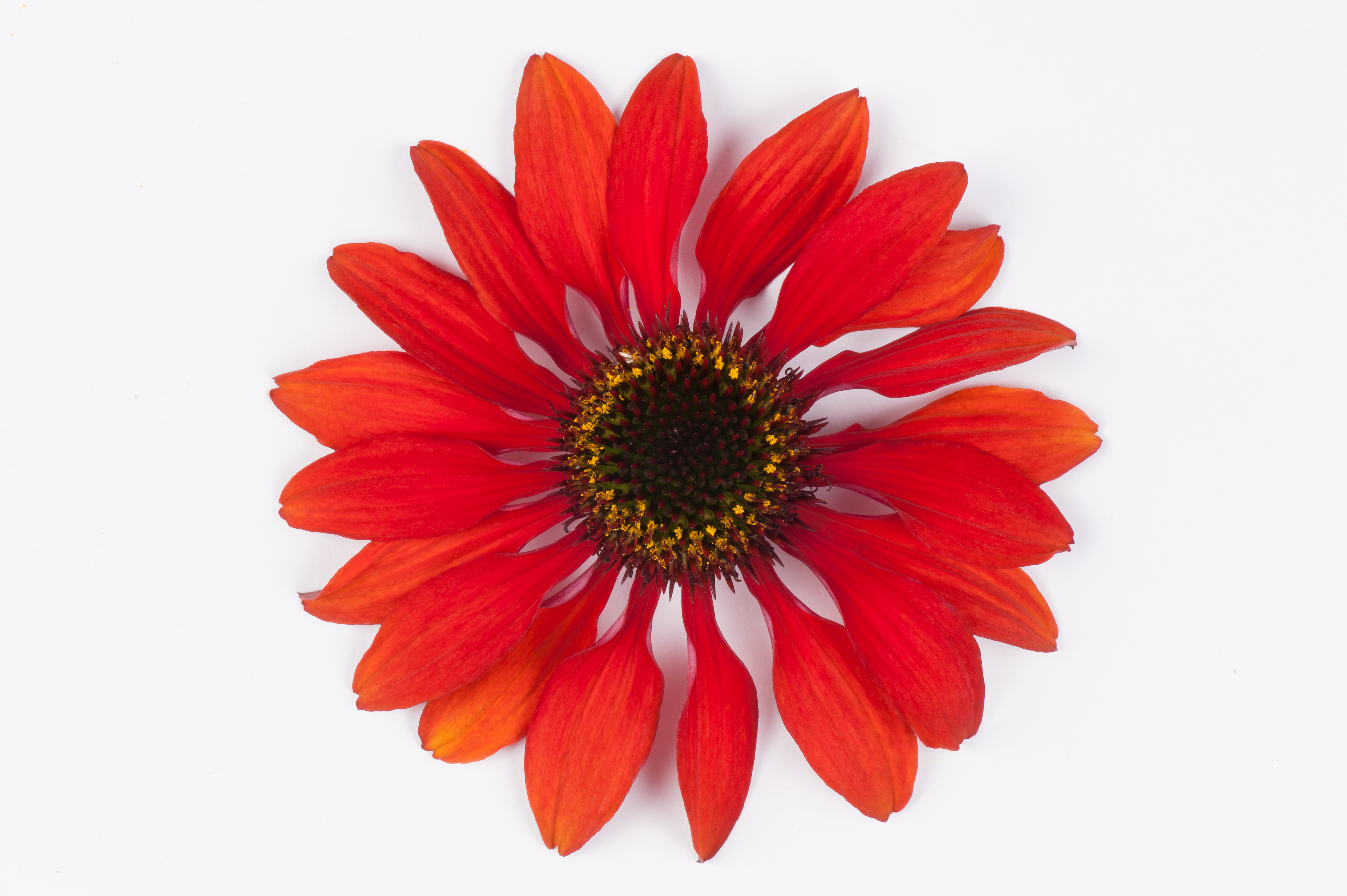Echinacea Sombrero® Sangrita- Echinacea purpurea Sombrero® Sangrita
