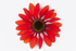 Echinacea Sombrero® Sangrita- Echinacea purpurea Sombrero® Sangrita