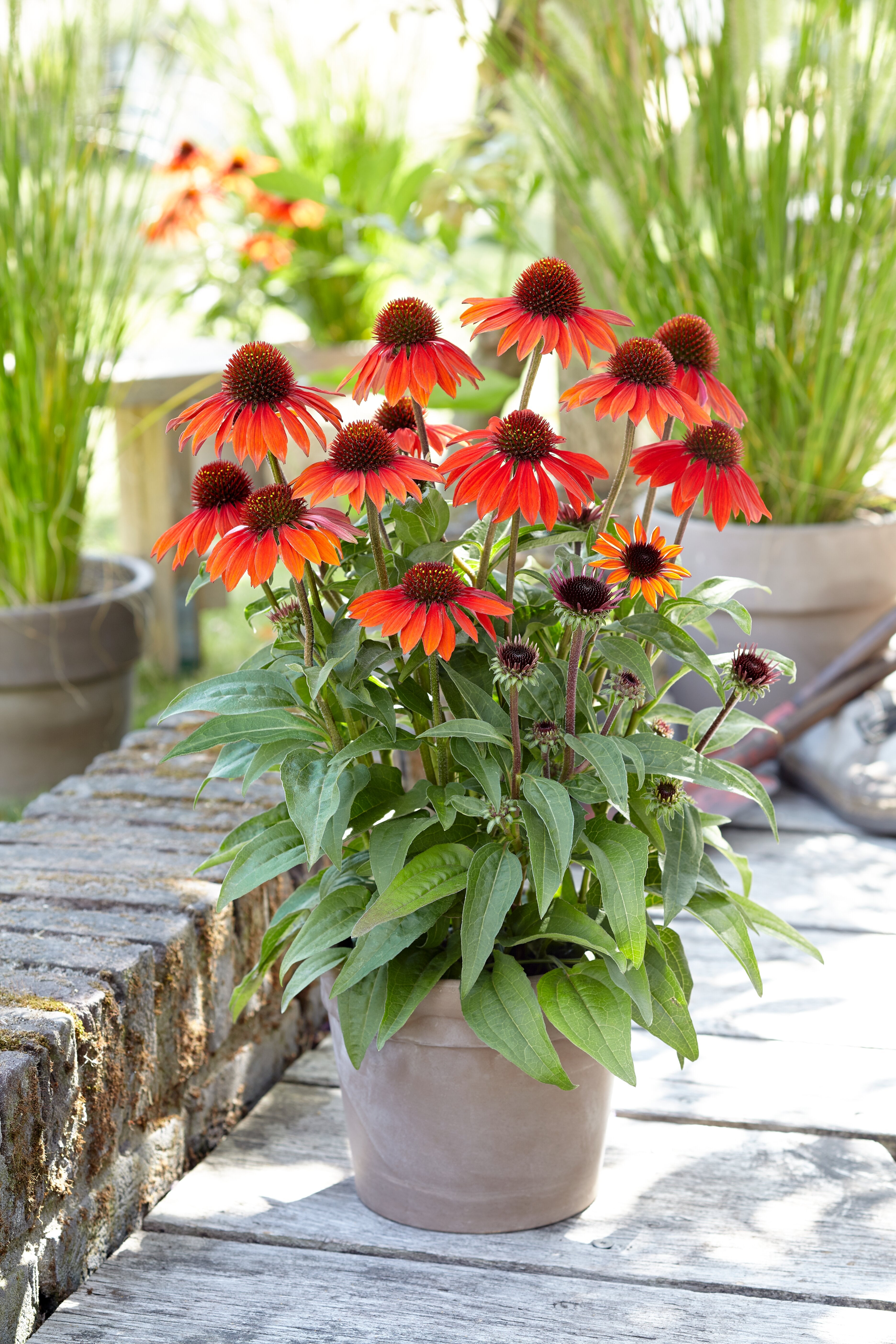 Echinacea Sombrero® Sangrita- Echinacea purpurea Sombrero® Sangrita