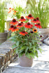 Echinacea Sombrero® Sangrita- Echinacea purpurea Sombrero® Sangrita