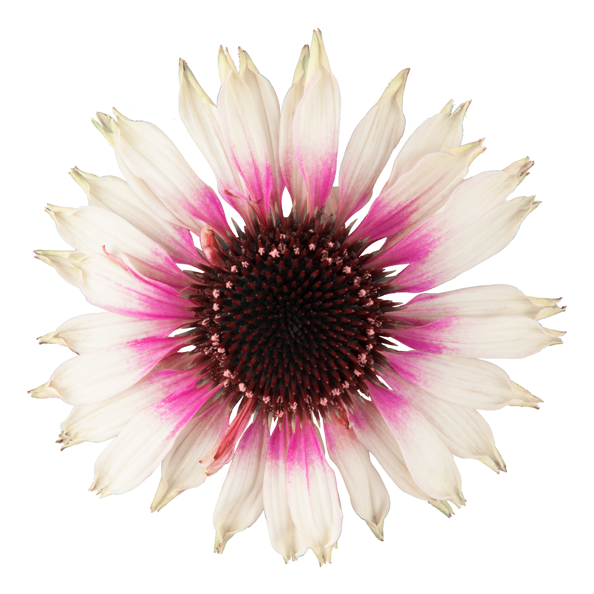 Echinacea - Echinacea purpurea Sombrero® ‘Special White Purple’