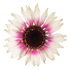 Echinacea - Echinacea purpurea Sombrero® ‘Special White Purple’