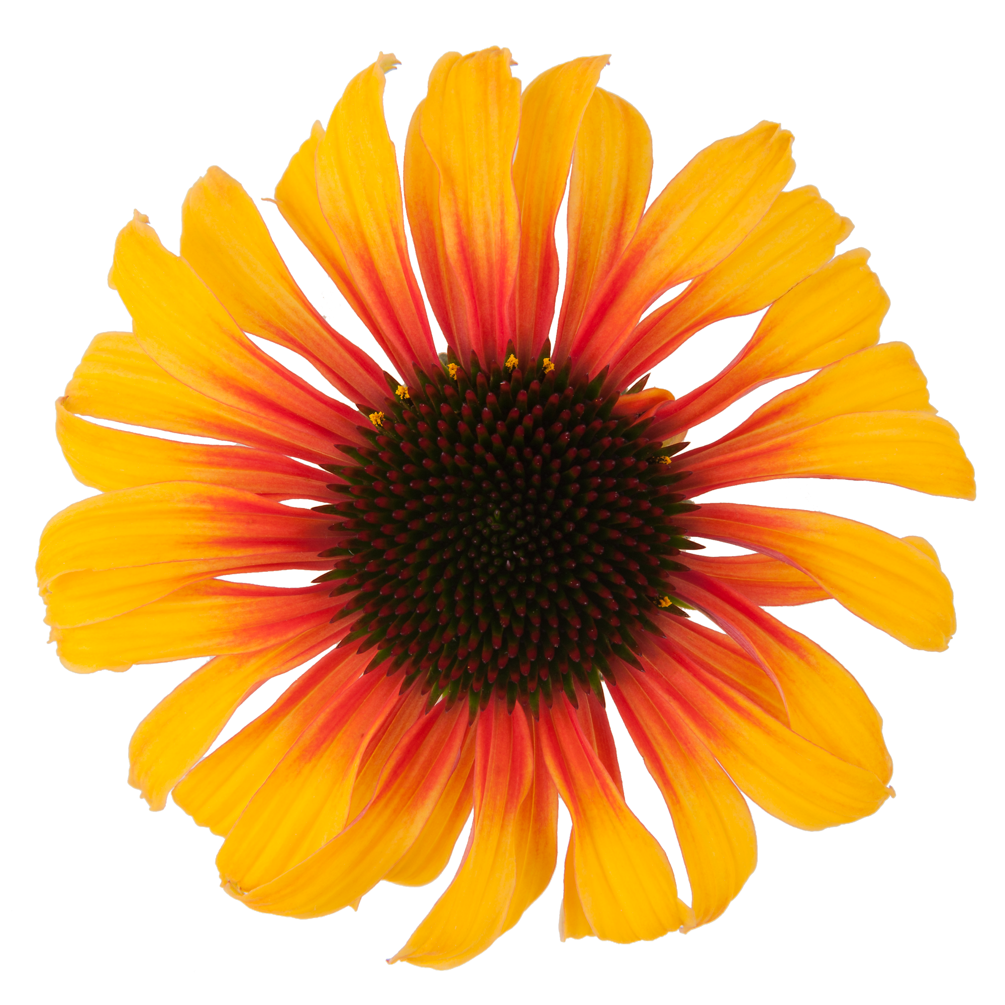 Echinacea - Echinacea purpurea Sombrero® ‘Special Yellow Red’