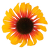 Echinacea - Echinacea purpurea Sombrero® ‘Special Yellow Red’
