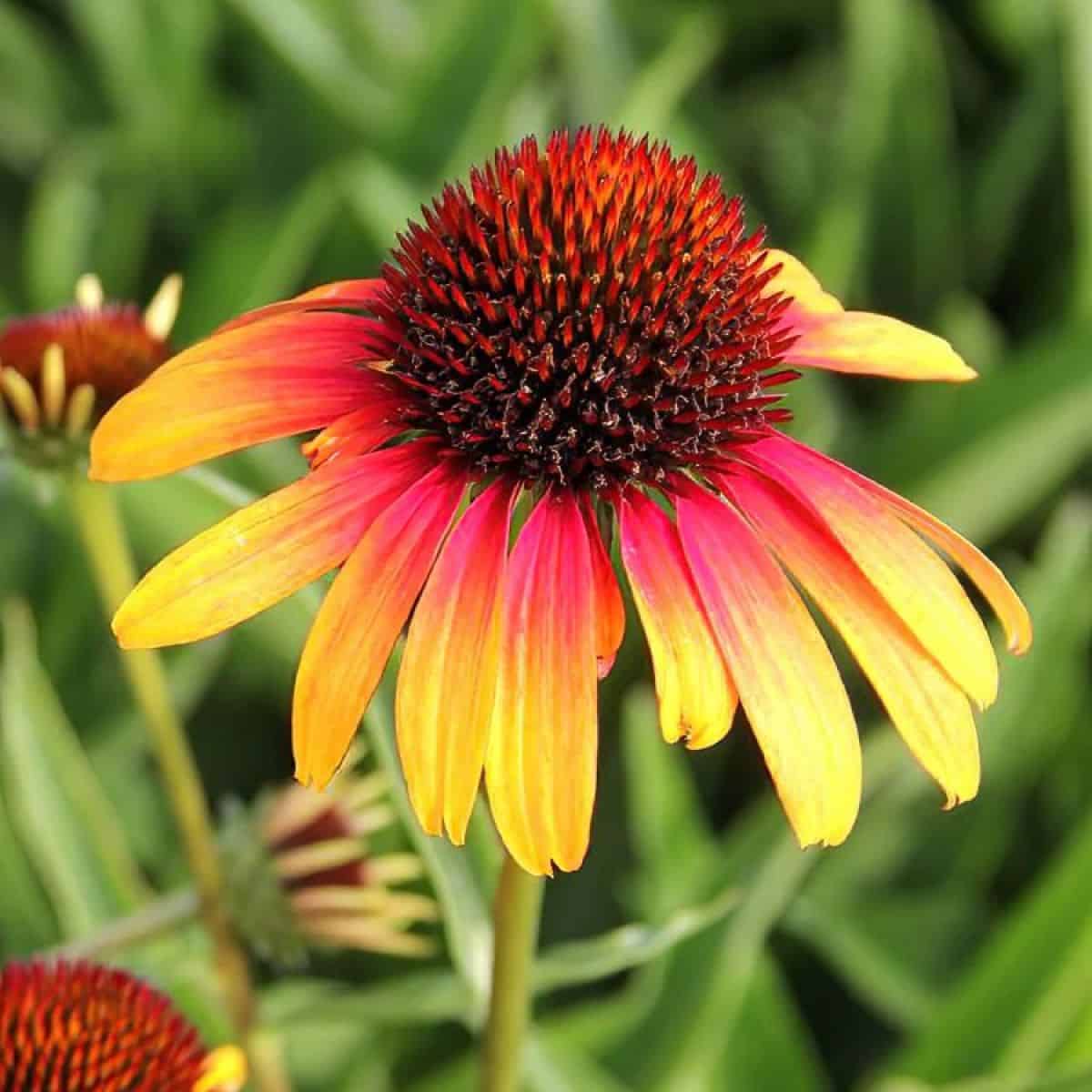 Echinacea - Echinacea purpurea Sombrero® ‘Special Yellow Red’