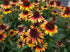 Echinacea - Echinacea purpurea Sombrero® ‘Special Yellow Red’
