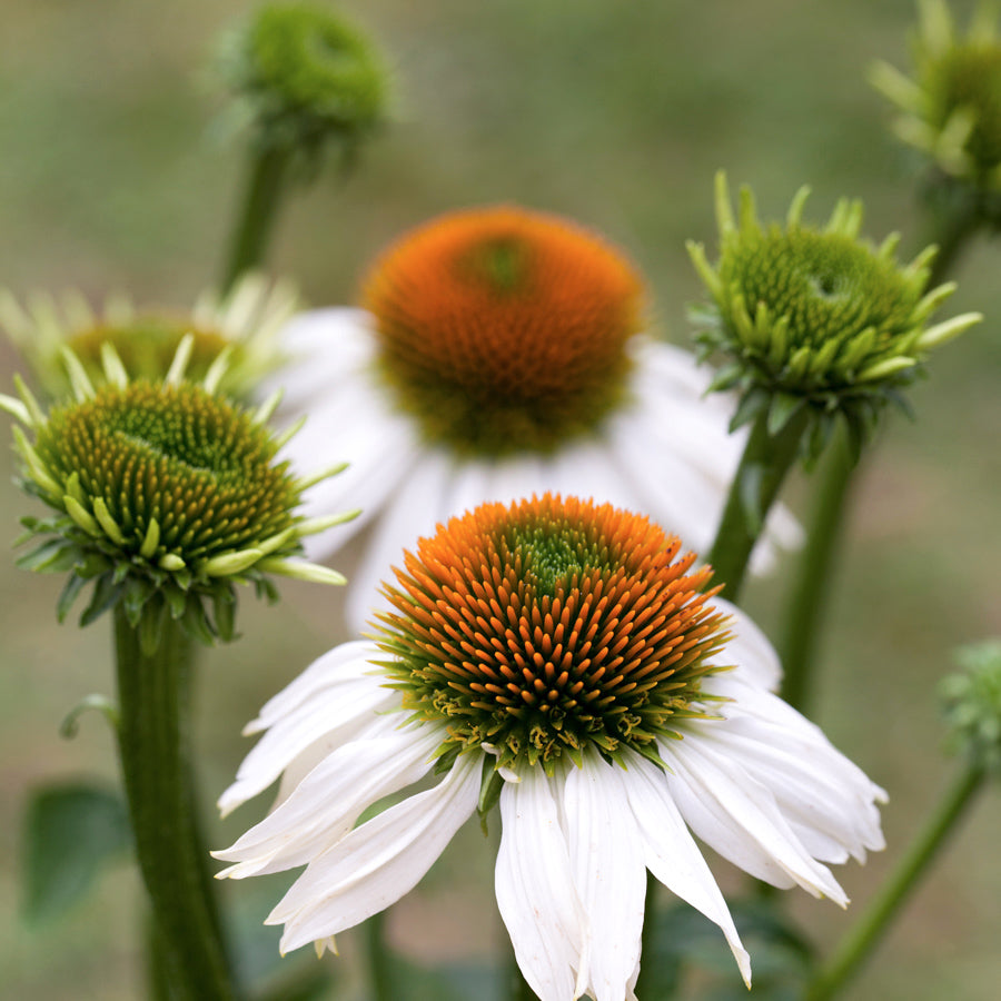 Echinacea Albă - Echinacea Purpurea Alba