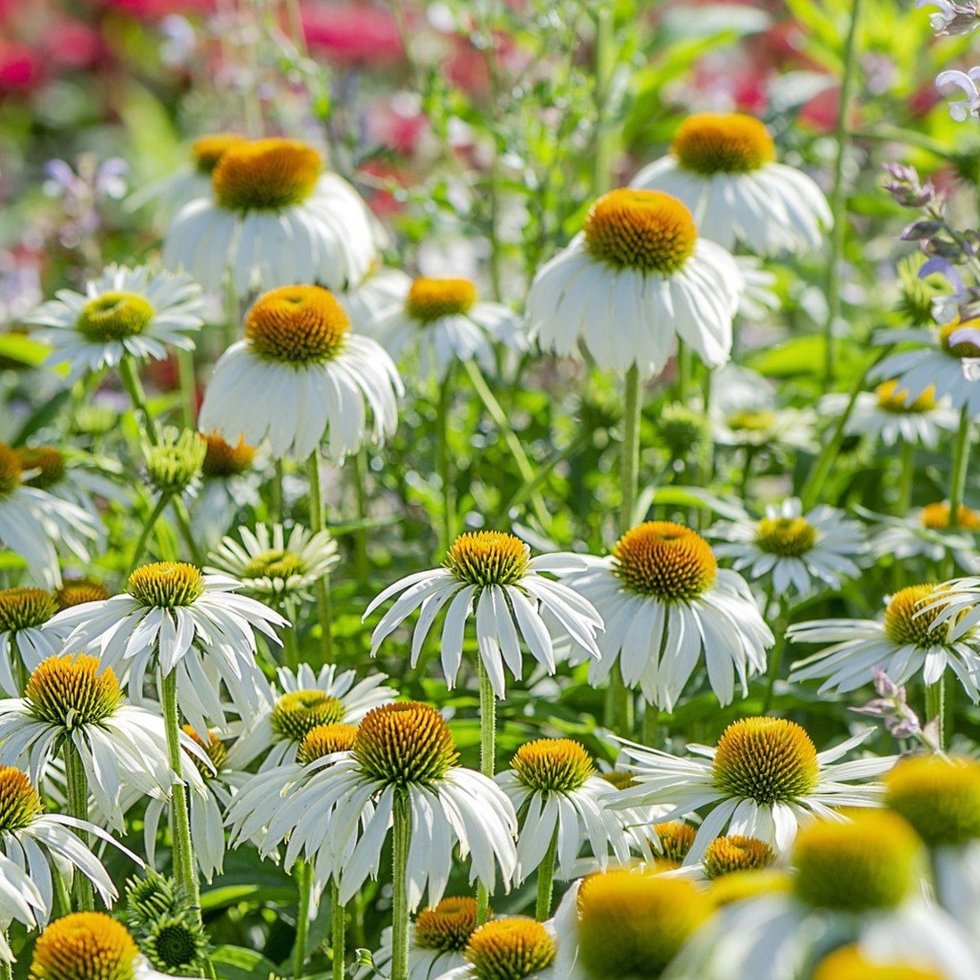 Echinacea Albă - Echinacea Purpurea Alba