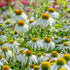 Echinacea Albă - Echinacea Purpurea Alba