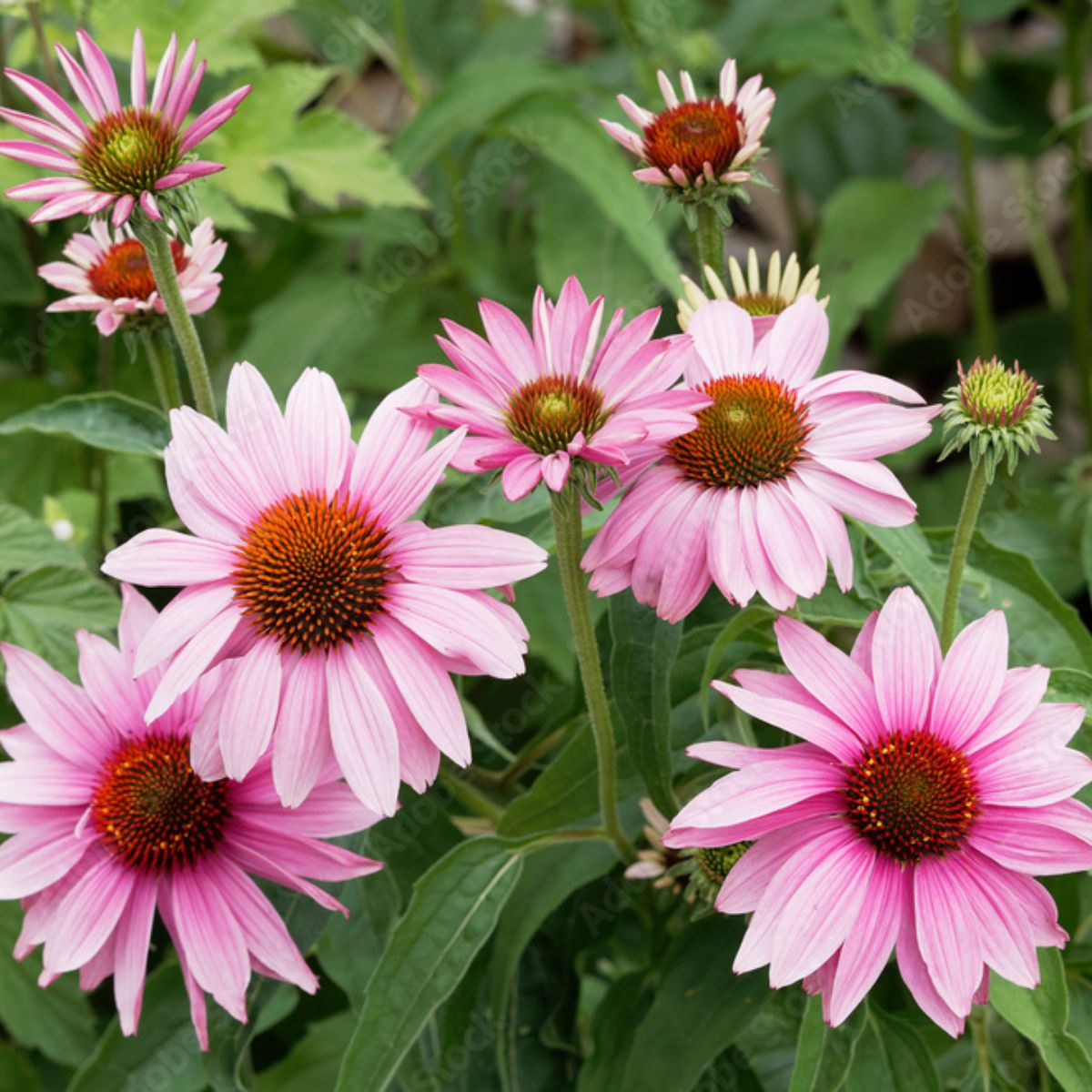 Echinacea 'Bright Rose' - Echinacea Purpurea 'Bright Rose'