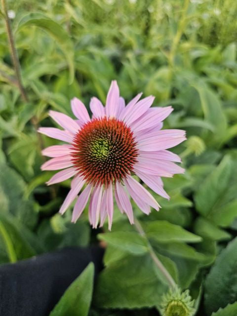 Echinacea 'Double Decker' - Echinacea Purpurea 'Double Decker'