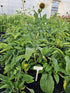 Echinacea 'Double Decker' - Echinacea Purpurea 'Double Decker'