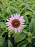 Echinacea 'Double Decker' - Echinacea Purpurea 'Double Decker'