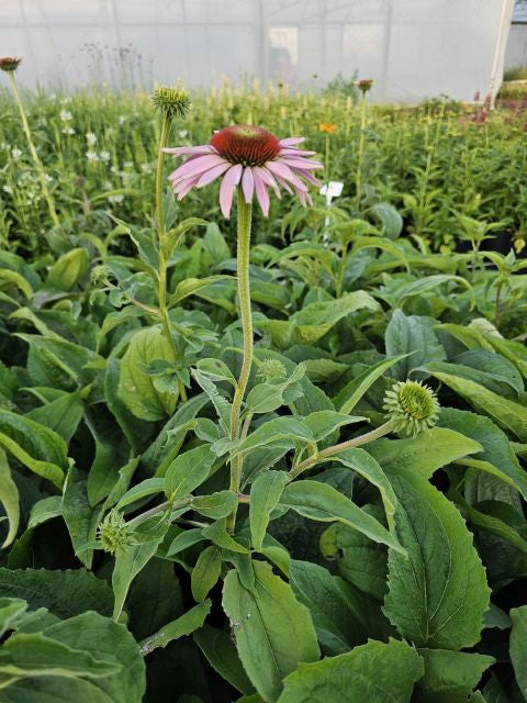 Echinacea 'Double Decker' - Echinacea Purpurea 'Double Decker'