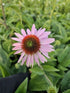 Echinacea 'Double Decker' - Echinacea Purpurea 'Double Decker'