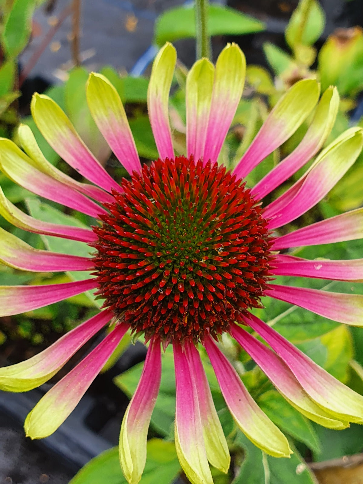 Echinacea  'Green Twister' - Echinacea Purpurea 'Green Twister'