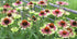 Echinacea  'Green Twister' - Echinacea Purpurea 'Green Twister'