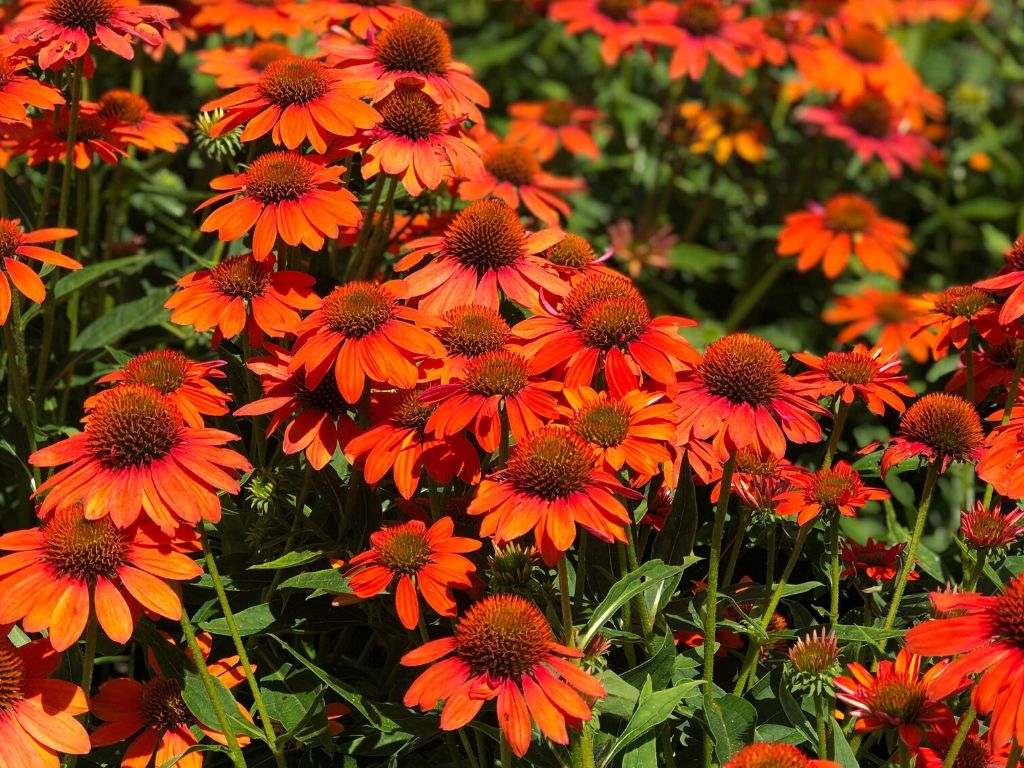 Echinacea Lakota Orange - Echinacea Purpurea 'Lakota™ Orange'
