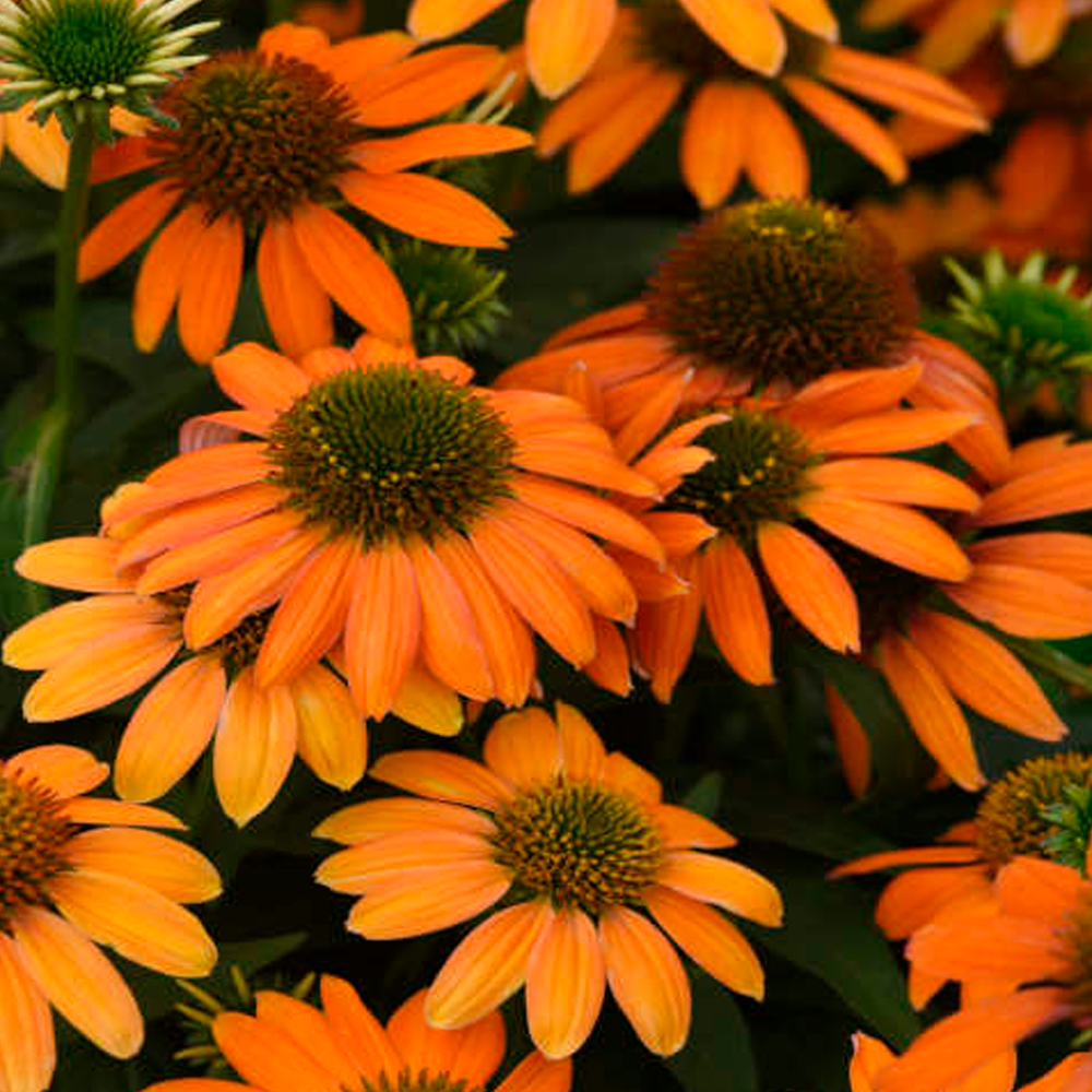 Echinacea Lakota Orange - Echinacea Purpurea 'Lakota™ Orange'