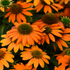 Echinacea Lakota Orange - Echinacea Purpurea 'Lakota™ Orange'