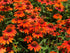 Echinacea Lakota Orange - Echinacea Purpurea 'Lakota™ Orange'
