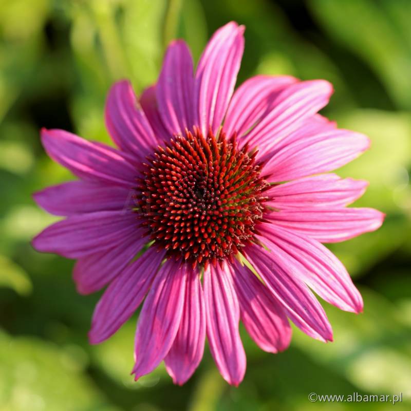 Echinacea Lakota™ Rose - Echinacea Purpurea 'Lakota™ Rose'