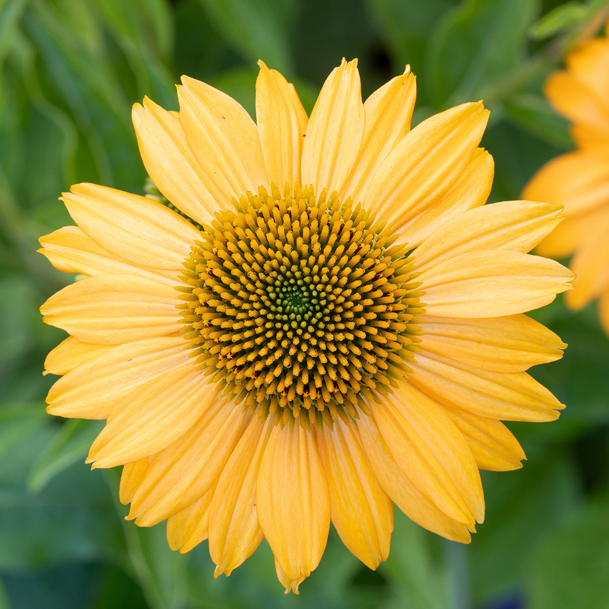 Echinacea Lakota™ Yellow - Echinacea Purpurea 'Lakota™ Yellow'