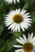 Echinacea purpurea ‘Sombrero Compact White’