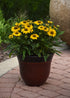 Echinacea purpurea ‘Sombrero Compact Yellow’
