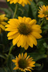 Echinacea purpurea ‘Sombrero Compact Yellow’