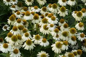 Echinacea Sombrero Blanco- Echinacea purpurea Sombrero® Blanco