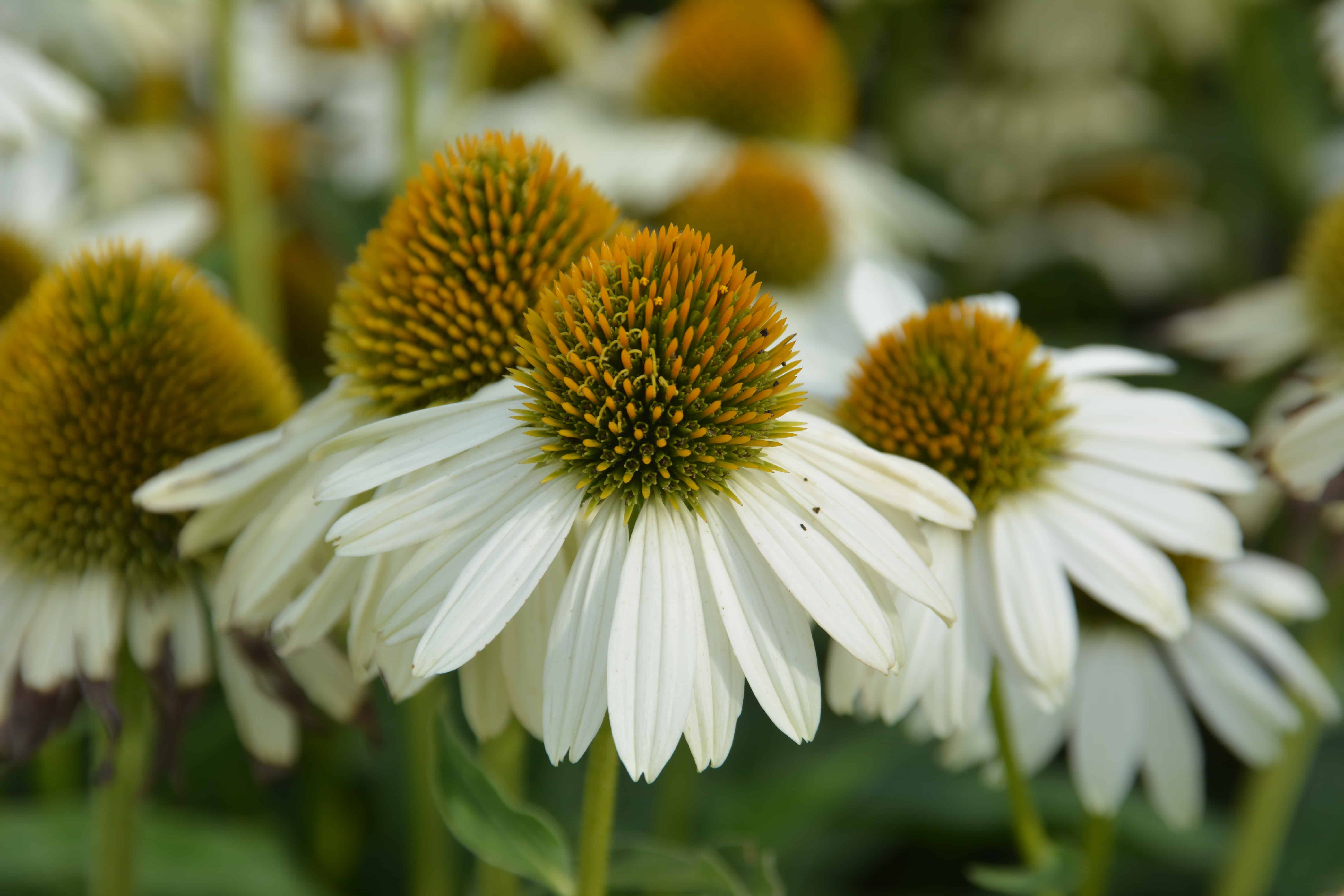 Echinacea Sombrero Blanco- Echinacea purpurea Sombrero® Blanco