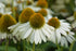 Echinacea Sombrero Blanco- Echinacea purpurea Sombrero® Blanco