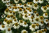 Echinacea Sombrero Blanco- Echinacea purpurea Sombrero® Blanco
