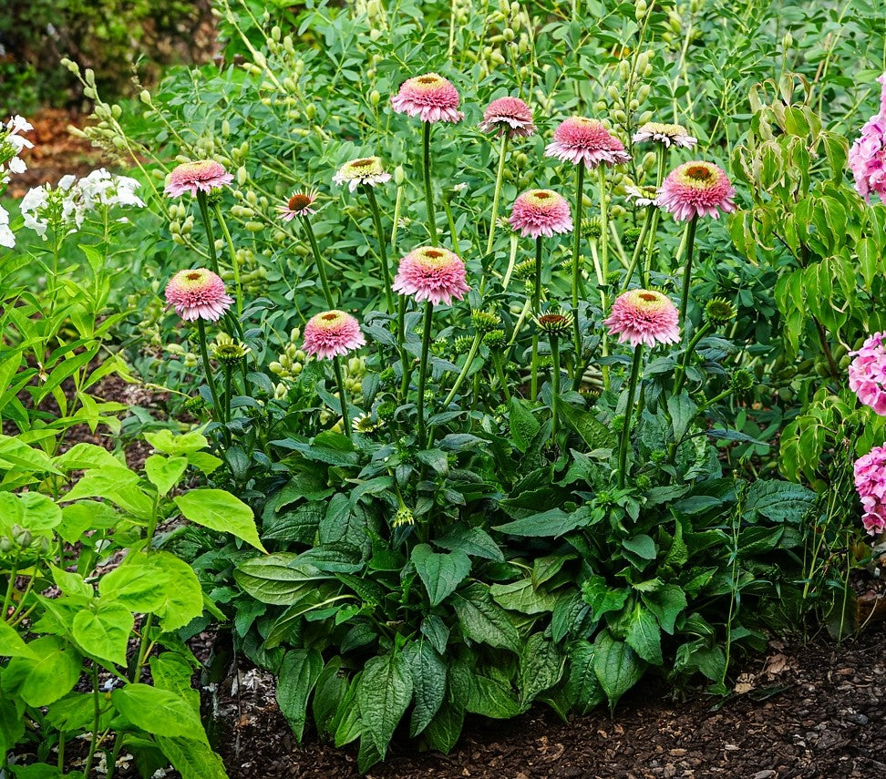 Echinacea Sombrero® Double Pink- Echinacea purpurea Sombrero® Double Pink