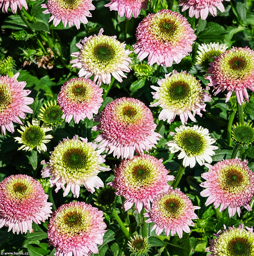 Echinacea Sombrero® Double Pink- Echinacea purpurea Sombrero® Double Pink