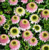 Echinacea Sombrero® Double Pink- Echinacea purpurea Sombrero® Double Pink