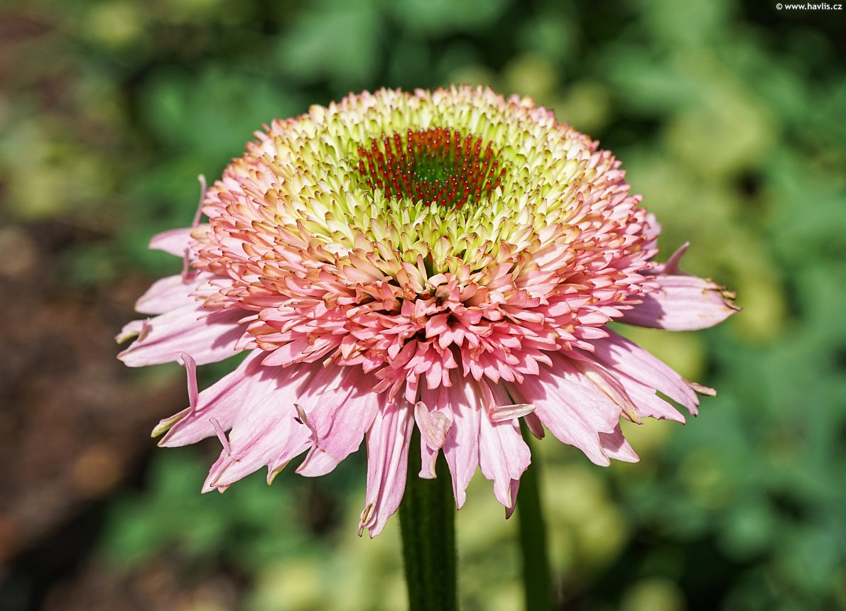 Echinacea Sombrero® Double Pink- Echinacea purpurea Sombrero® Double Pink