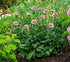 Echinacea Sombrero® Double Pink- Echinacea purpurea Sombrero® Double Pink