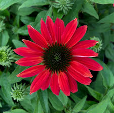 Echinacea Sombrero® Sangrita- Echinacea purpurea Sombrero® Sangrita